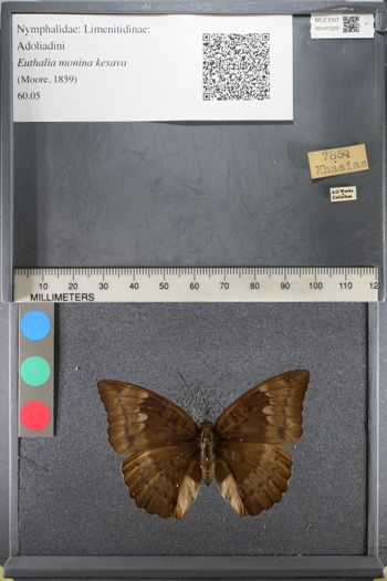 Media type: image;   Entomology 141329